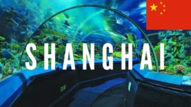 Shanghai Ocean Aquarium, China Travel Vlog 2016 🇨🇳